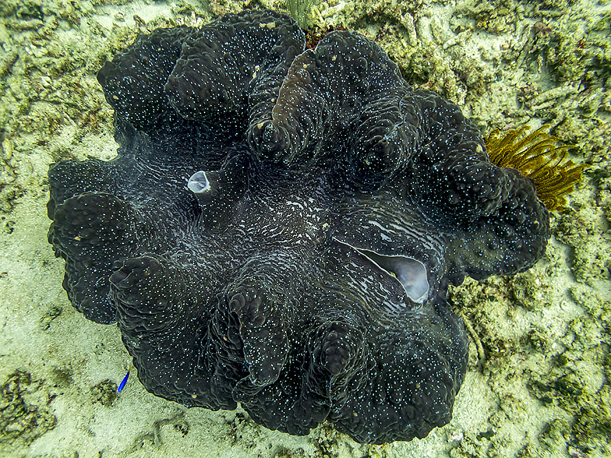 Tridacna gigas
